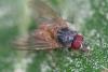 Phaonia subventa